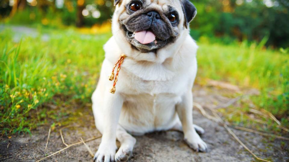 little smiling pug sitting on sidewalk in summer park