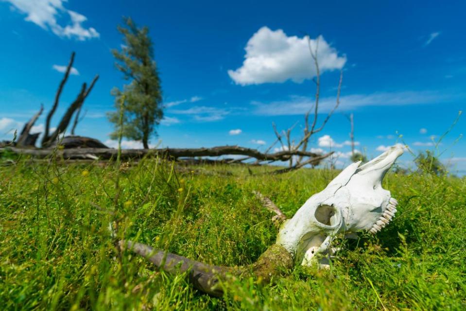 Animal welfare concerns mean that the population of herbivores on the Oostvaardersplassen reserve are now seriously controlled.