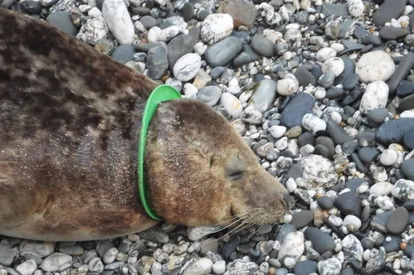 seal with frisbee stuck round its neck