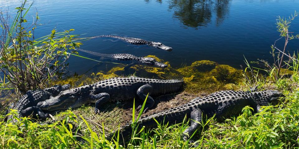28) Everglades National Park — Florida