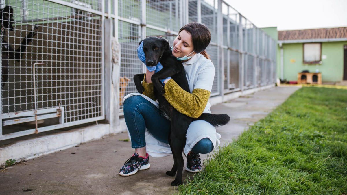 Pet Shelter. Приют в Германии. Shelter for animals. Helping at animal Shelter. Some animals go to a shelter