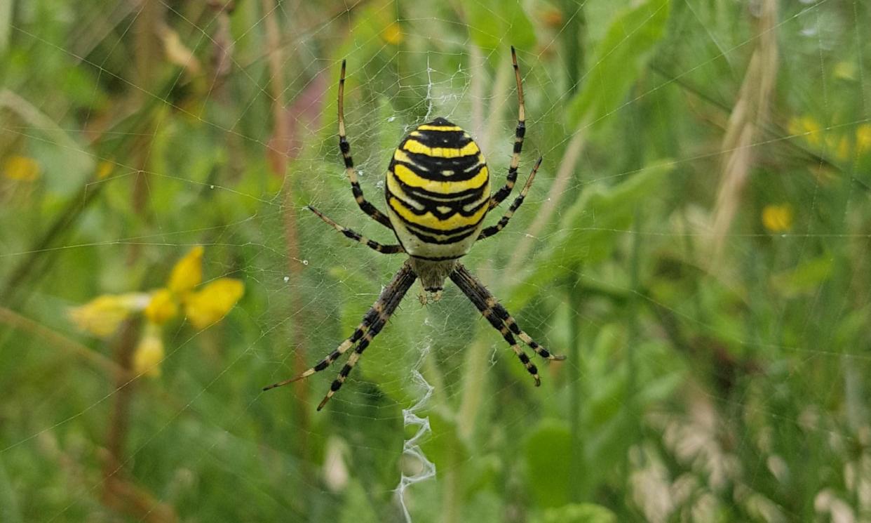 <span>A female wasp spider (<em>Argiope bruennichi</em>) in Bedfordshire in 2021.</span><span>Photograph: Alan Garner</span>