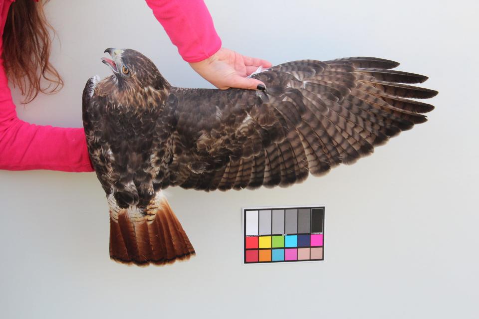 A red-tailed hawk is photographed next to a white board and a grid of standard color references to assist with a study of color variations of the species across North America.