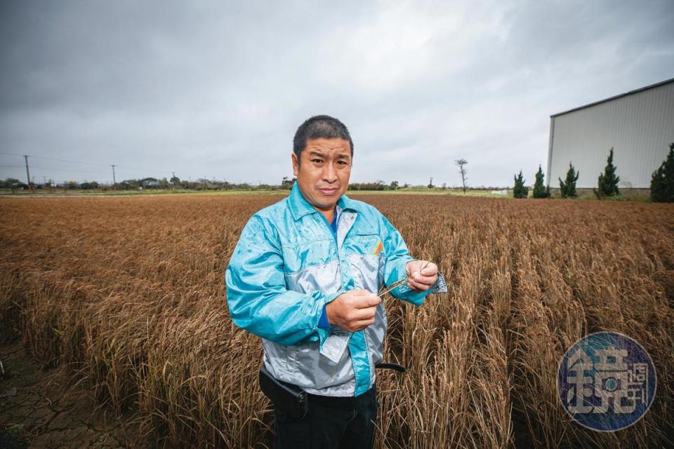 2020年桃竹苗2期稻在抽穗期遭停灌，農民莊育來剝開已經枯死的稻穗，說明稻子因缺水，只會結成俗稱「空包彈」的不稔實稻子。