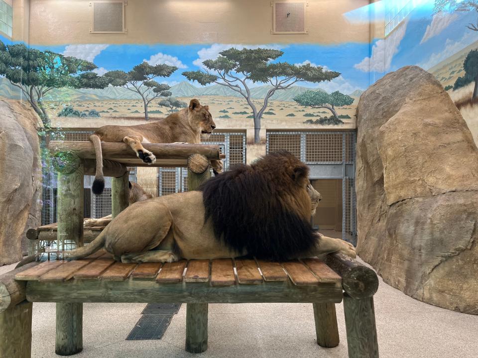 These are the new lions that arrived earlier this year at the Potawatomi Zoo. Their new outdoor habitat opened Thursday.