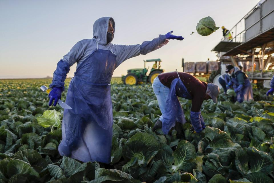 Farmworkers harvest green cabbage at a Vessey & Co. field in November.