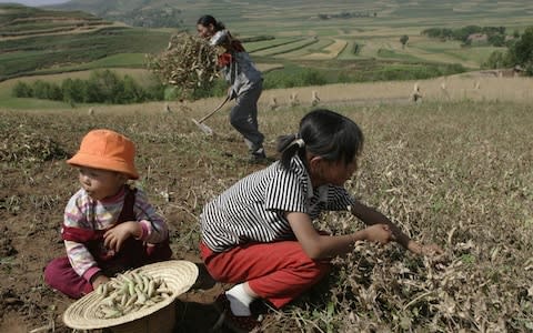 Children help their parents harvest beans in a village July 24, 2005 in Guyuan, Ningxia Hui Autonomous Region, northwest China.  - Credit: Getty