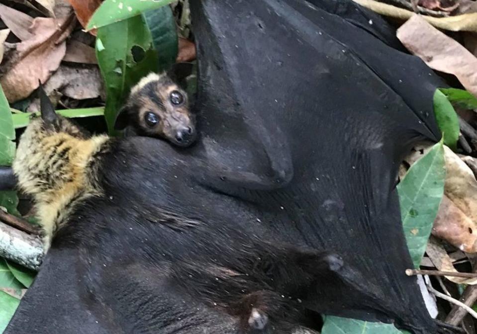 An exhausted flying fox lays on the ground in Cairns during the Queensland heatwave.