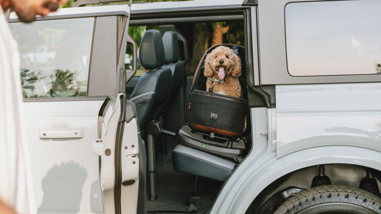 a dog in the driver's seat of a car
