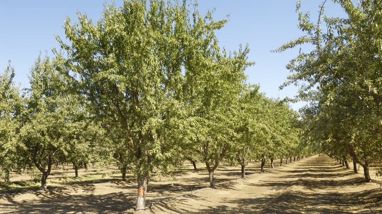 Almond trees in orchard
