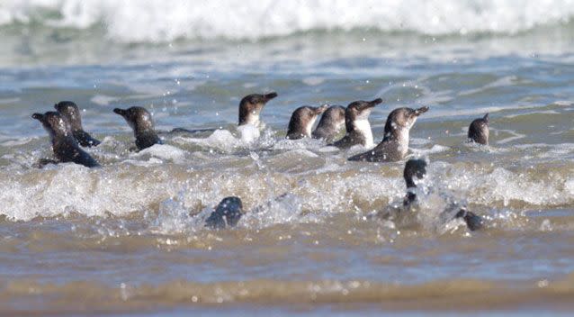 Blue penguins, also known as fairy penguins, are the smallest of their species. Marty Melville/AFP/Getty Images