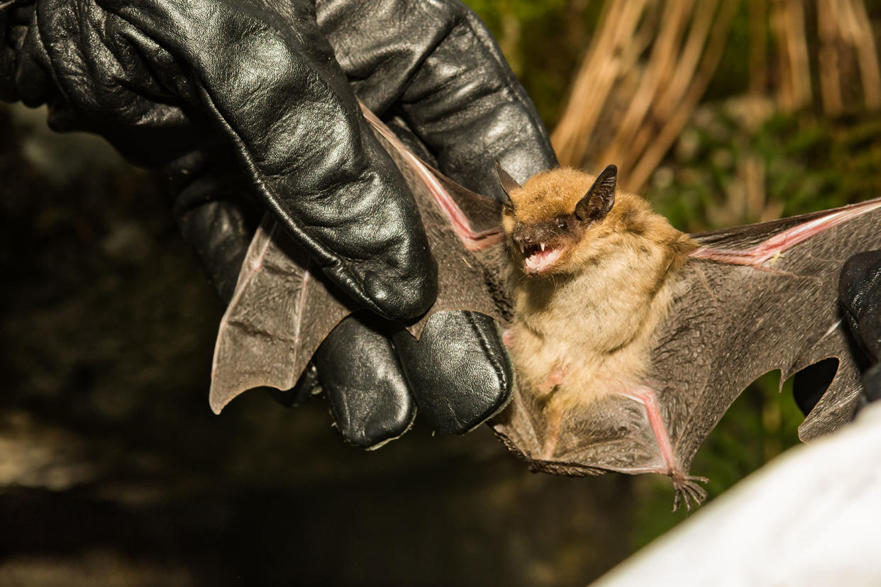 Big Brown Bat Getty Images/JasonOndreicka