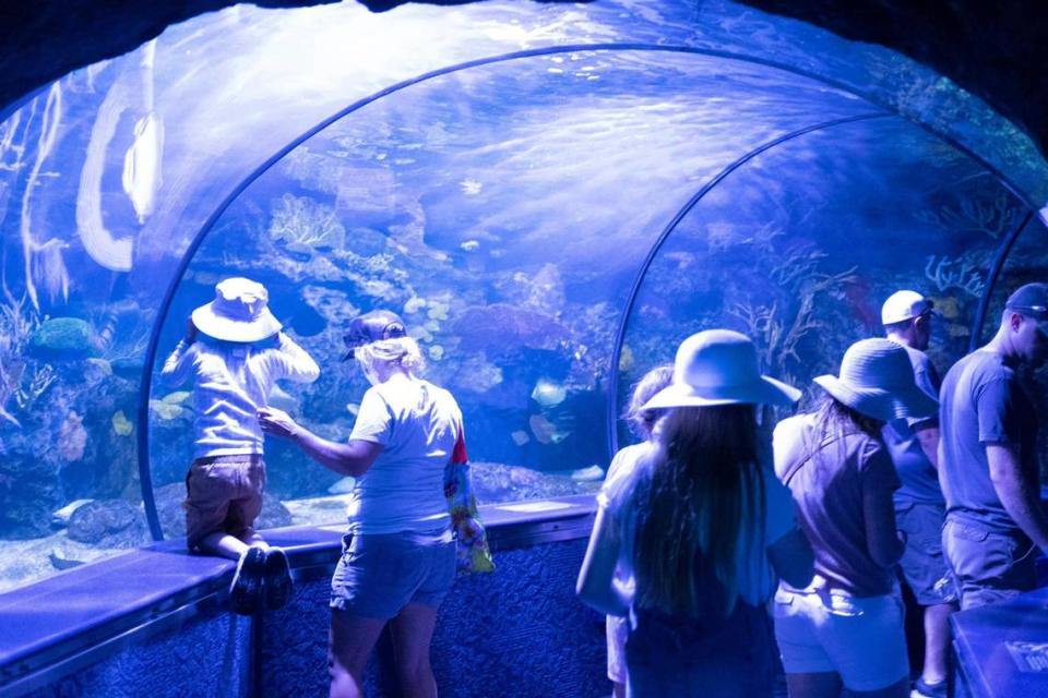 Guests pass through the tunnel under the tanks at Ripley’s Aquarium in Myrtle Beach. Ripley’s Aquarium is celebrating their 25th year of entertaining and educating guests in Myrtle Beach. June 15, 2022.