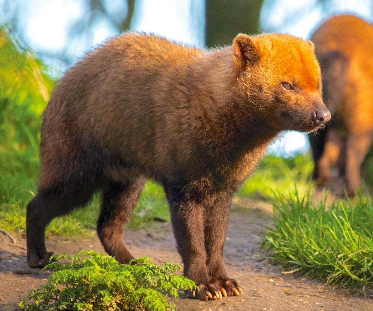 Marwell Zoo: Hampshire zoo welcomes new pack of bush dogs from