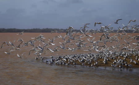 Seagulls fly near the mouth of Rio Doce (Doce River), which was flooded with mud after a dam owned by Vale SA and BHP Billiton Ltd burst, as the river joins the sea on the coast of Espirito Santo, in Regencia Village, Brazil, November 22, 2015. REUTERS/Ricardo Moraes