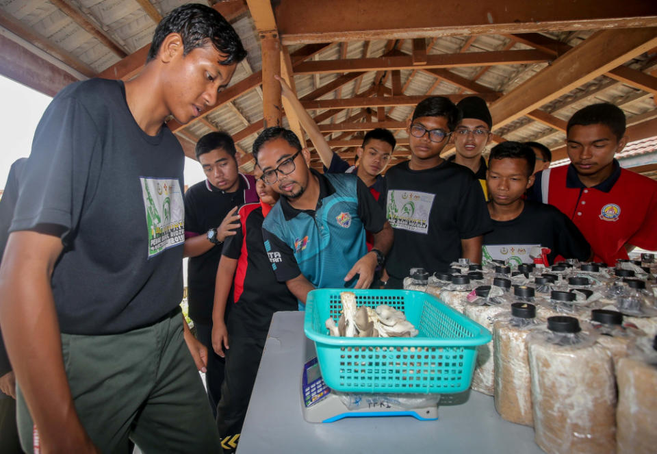 SMK Sentosa teacher Mohamad Hazwan Mohd Ashri (in spectacles) helping his students weigh in their harvest. — Picture by Farhan Najib