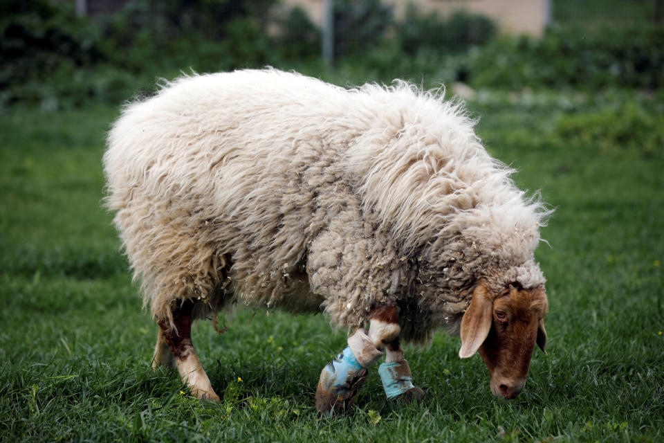 A sheep with leg braces, named Gary, grazes at "Freedom Farm", a refuge for mostly disabled animals in Moshav Olesh, Israel. (Photo: Nir Elias/Reuters)              