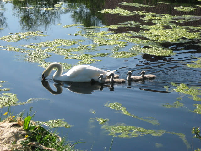 Mum & babies