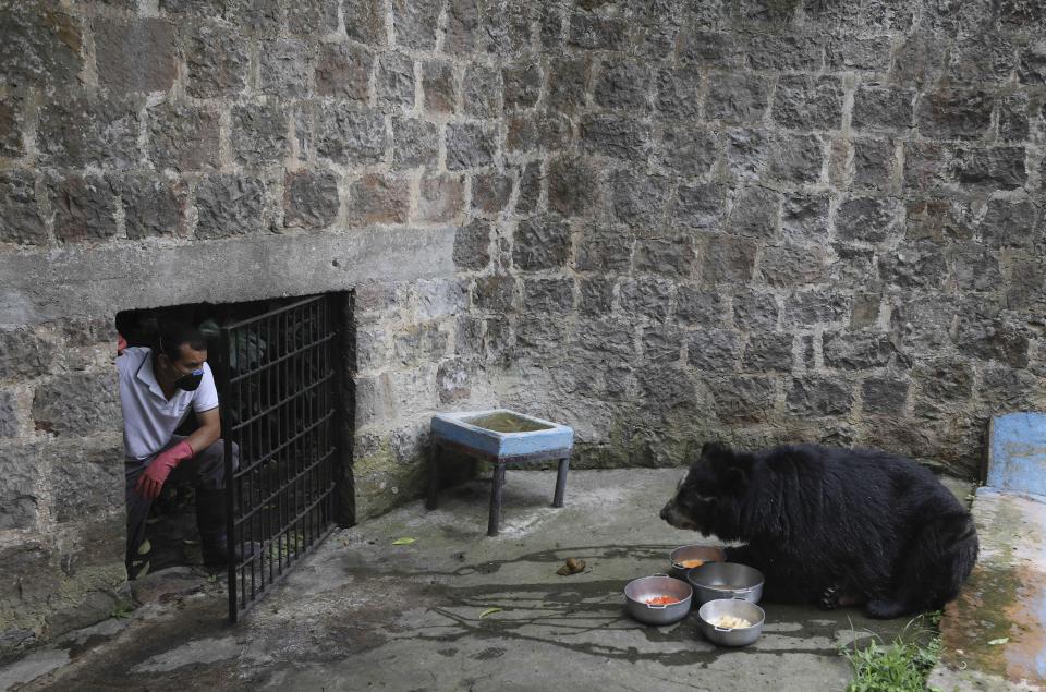 Zookeeper Edilberto Quevedo watches a spectacled bear after placing food at the Santacruz Zoo which is closed amid a lockdown to help contain the spread of the new coronavirus in San Antonio, near Bogota, Colombia, Tuesday, April 21, 2020. The zoo depends on daily ticket sales to feed the animals, and with no money coming in except for a contribution from local government that only covers one week of upkeep, zookeepers are scrambling the find donations of money and food to keep the animals healthy. (AP Photo/Fernando Vergara)