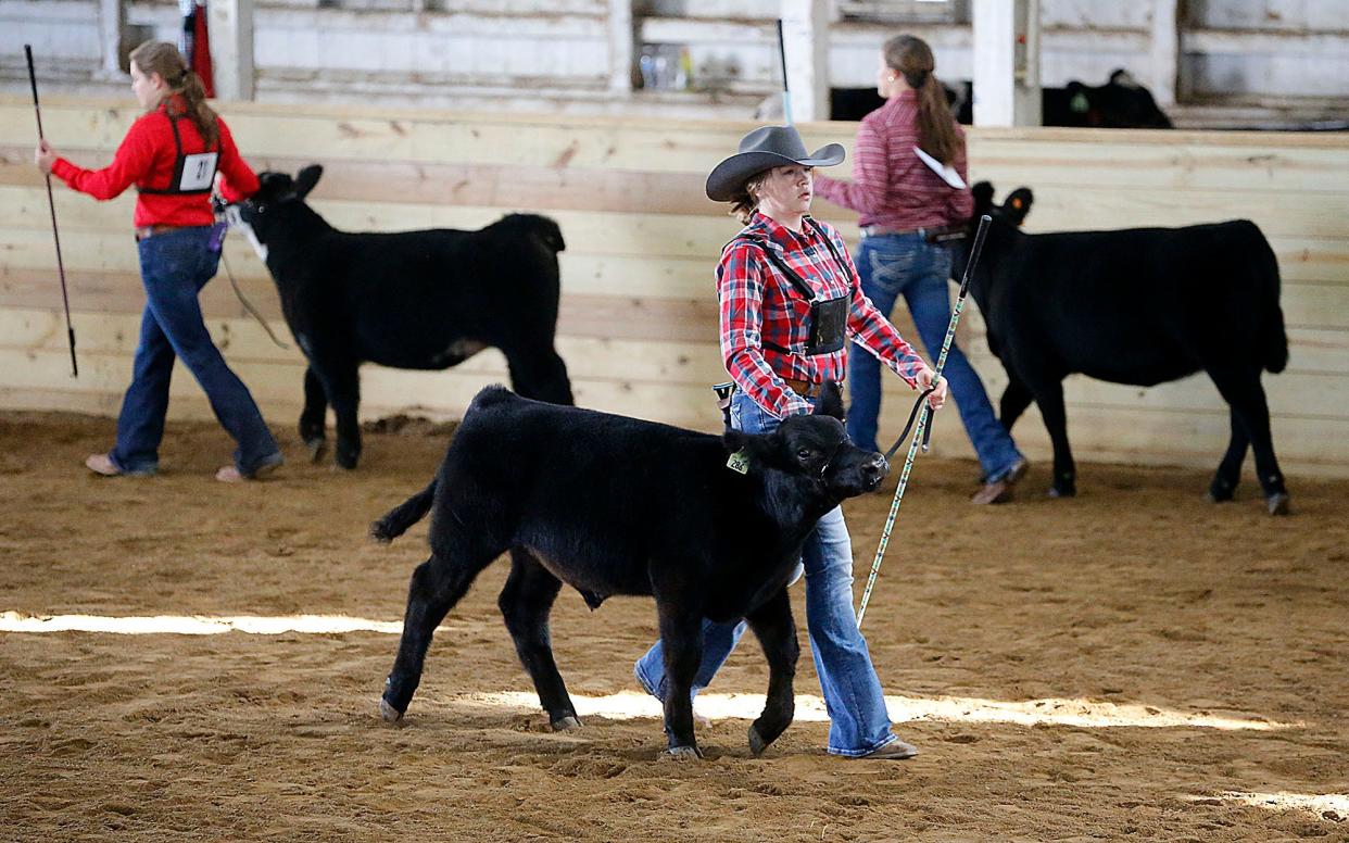 Brylyn Mottawyaw shows during the Junior Fair Breeding Beef and Feeder show at the Ashland County Fair Thursday, Sept. 22, 2022. TOM E. PUSKAR/ASHLAND TIMES-GAZETTE