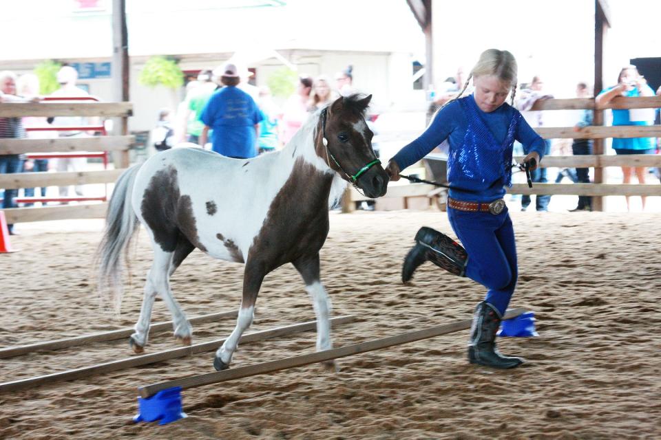 The Mini Whinnies 4-H Club is showing miniature horses at this year's Calhoun County Fair.
