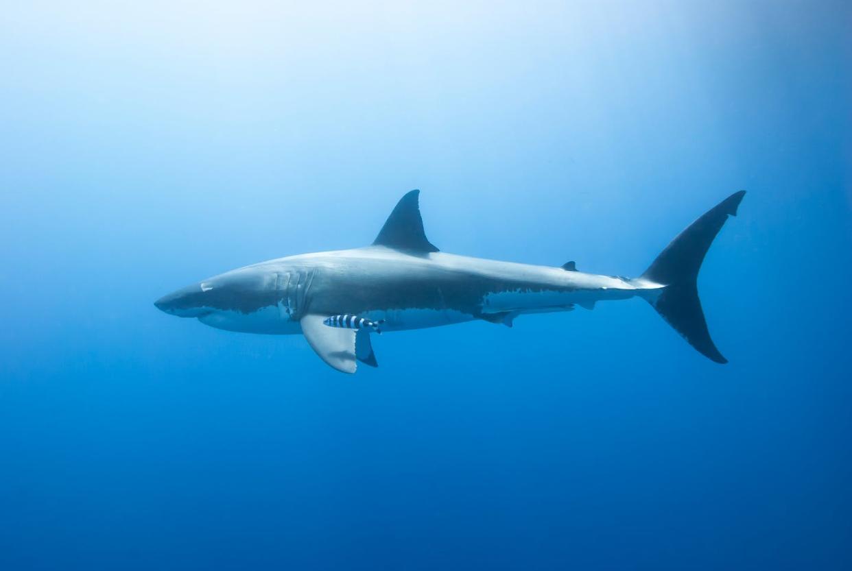 <a href="https://www.shutterstock.com/es/image-photo/great-white-shark-pilot-fish-side-397565440" rel="nofollow noopener" target="_blank" data-ylk="slk:Shutterstock / VisionDive;elm:context_link;itc:0;sec:content-canvas" class="link ">Shutterstock / VisionDive</a>