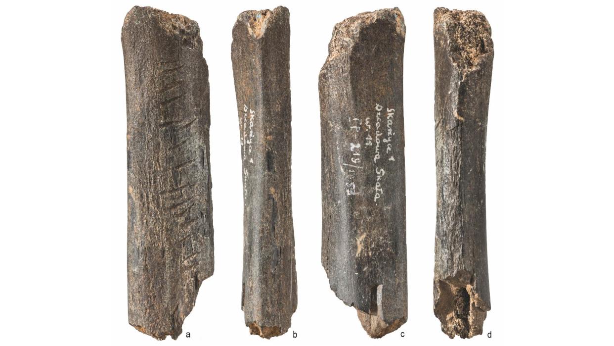  Neanderthals made parallel marks on this bear bone. 