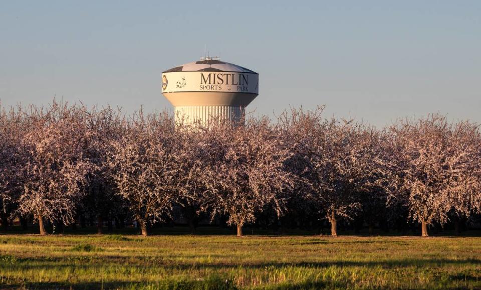 Almond trees have bloomed near Mistlin Sports Park where the Ripon Almond Blossom Festival will return on Feb. 24-27. Photographed in Ripon, Calif., on Wednesday, Feb. 16, 2022. 