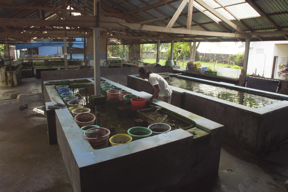 Made Partiana inspecciona un estanque con peces ornamentales clasificados en el centro LINI en Les, Bali, en Indonesia, el 12 de abril de 2021. (AP Foto/Alex Lindbloom)