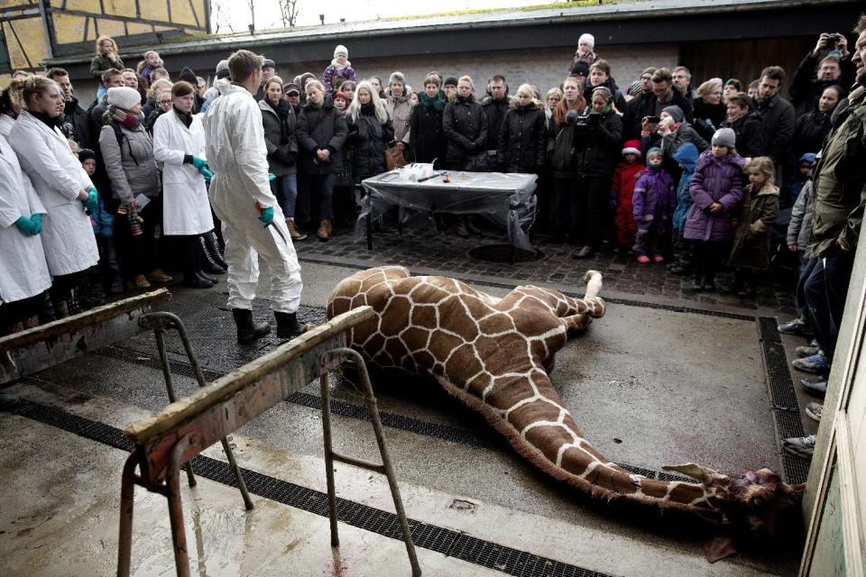 Marius, a male giraffe, lies dead before being dissected, after he was put down at Copenhagen Zoo on Sunday, Feb. 9, 2014. Copenhagen Zoo turned down offers from other zoos and 500,000 euros ($680,000) from a private individual to save the life of a healthy giraffe before killing and slaughtering it Sunday to follow inbreeding recommendations made by a European association. The 2-year-old male giraffe, named Marius, was put down using a bolt pistol and its meat will be fed to carnivores at the zoo, spokesman Tobias Stenbaek Bro said. Visitors, including children, were invited to watch while the giraffe was dissected. (AP Photo/POLFOTO, Peter Hove Olesen) DENMARK OUT