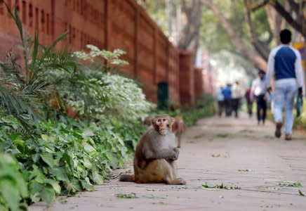 A monkey sits on a pavement outside India's Parliament building in New Delhi, India, November 15, 2018.  REUTERS/Anushree Fadnavis