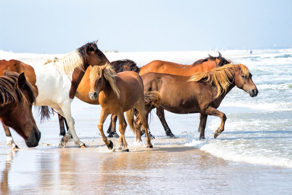 Assateague Island National Seashore, Maryland and Virginia