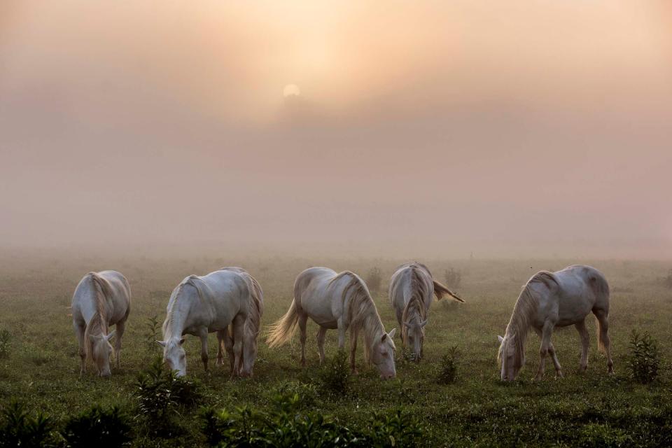 The Shawnee Creek herd grazes as the morning sun shines through the fog in August 2016 in Shannon County.