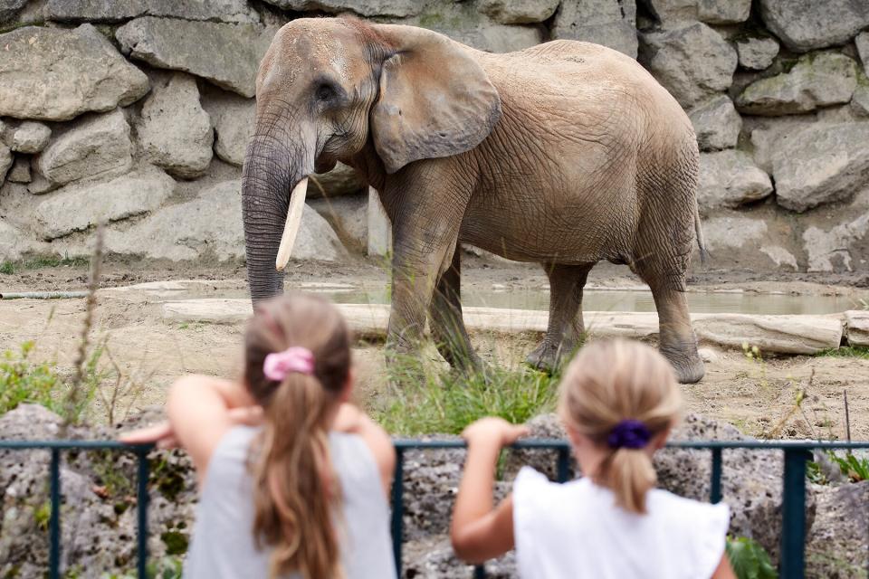 Children watch an elephant at the Schonbrunn Zoo