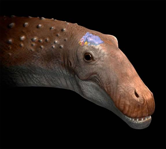 Though the plant-eating dinosaur <em>Ampelosaurus</em> was among the largest to walk the Earth, it was equipped with a puny brain.