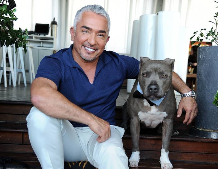 Cesar poses with a grey pit bull who is wearing a bow tie