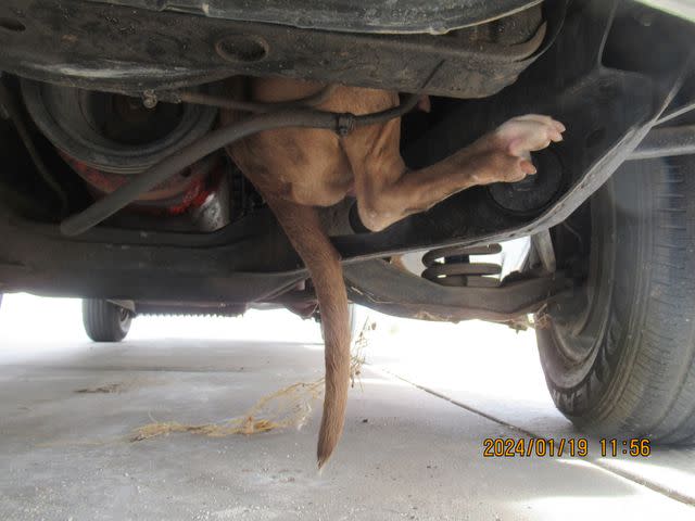 <p>Arizona Humane Society </p> Nova the dog stuck in the engine area of a Chevy car after chasing a cat near the vehicle