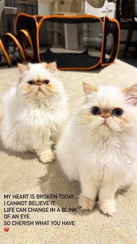 <p>Cara Delevingne/Instagram</p> Cara Delevingne Confirms Her Cats Survived Massive Blaze That Engulfed Home, Thanks Firefighters