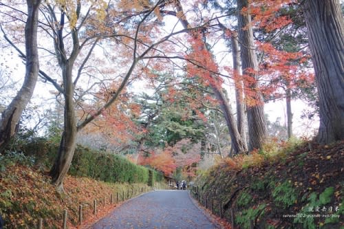 【右上就愛日本旅遊】【日本東北-岩手】東北賞楓疾行（D8-3）中尊寺金色