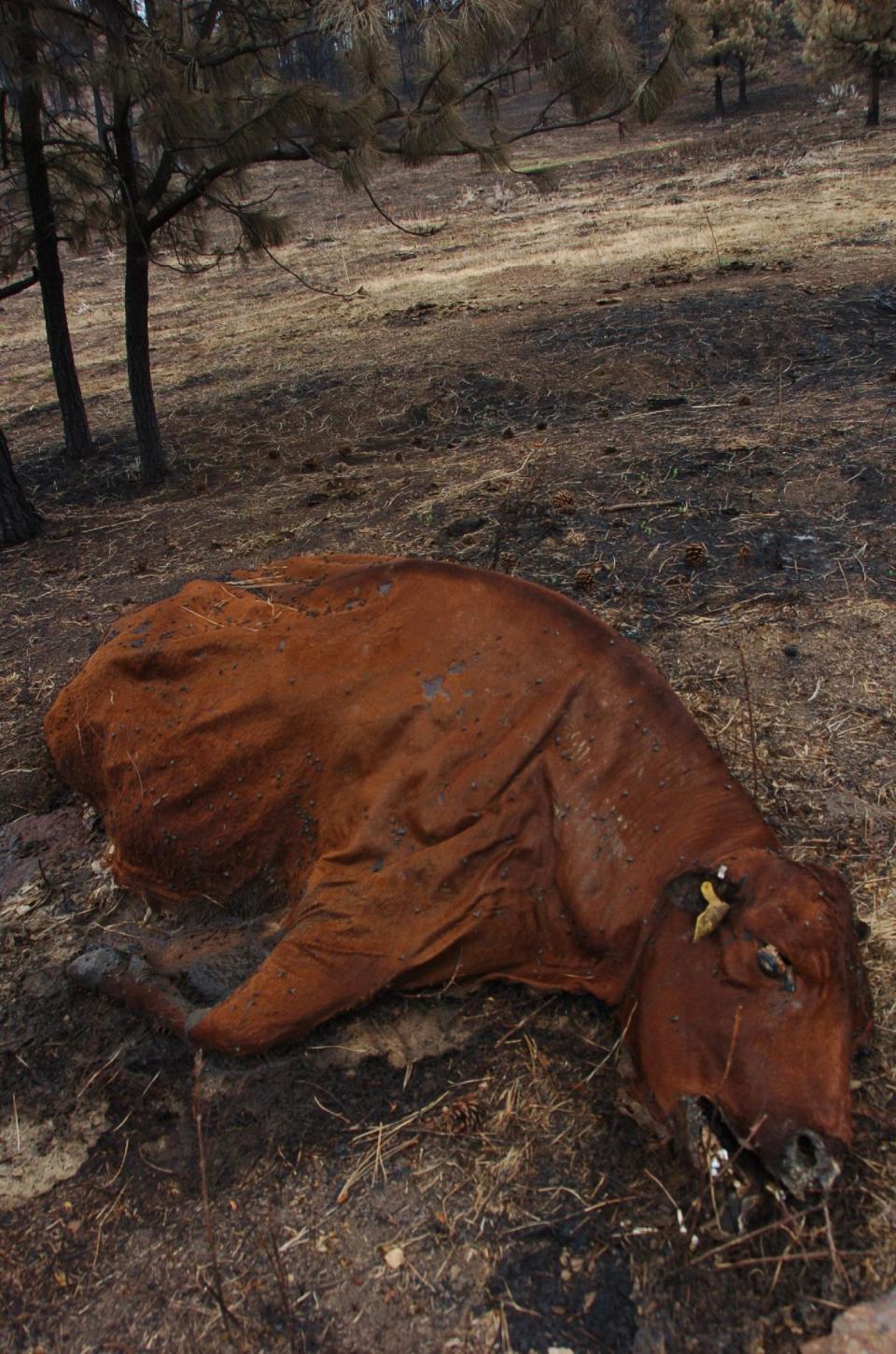 A July 20, 2012 photo shows a Kolka family cow that died in the Ash Creek Fire in Powder River County, seen near Volborg, Mont. The family of Cecil and Delores Kolka lost an estimated 400 cows and calves to the 390-square-mile blaze.(AP Photos/Matthew Brown)