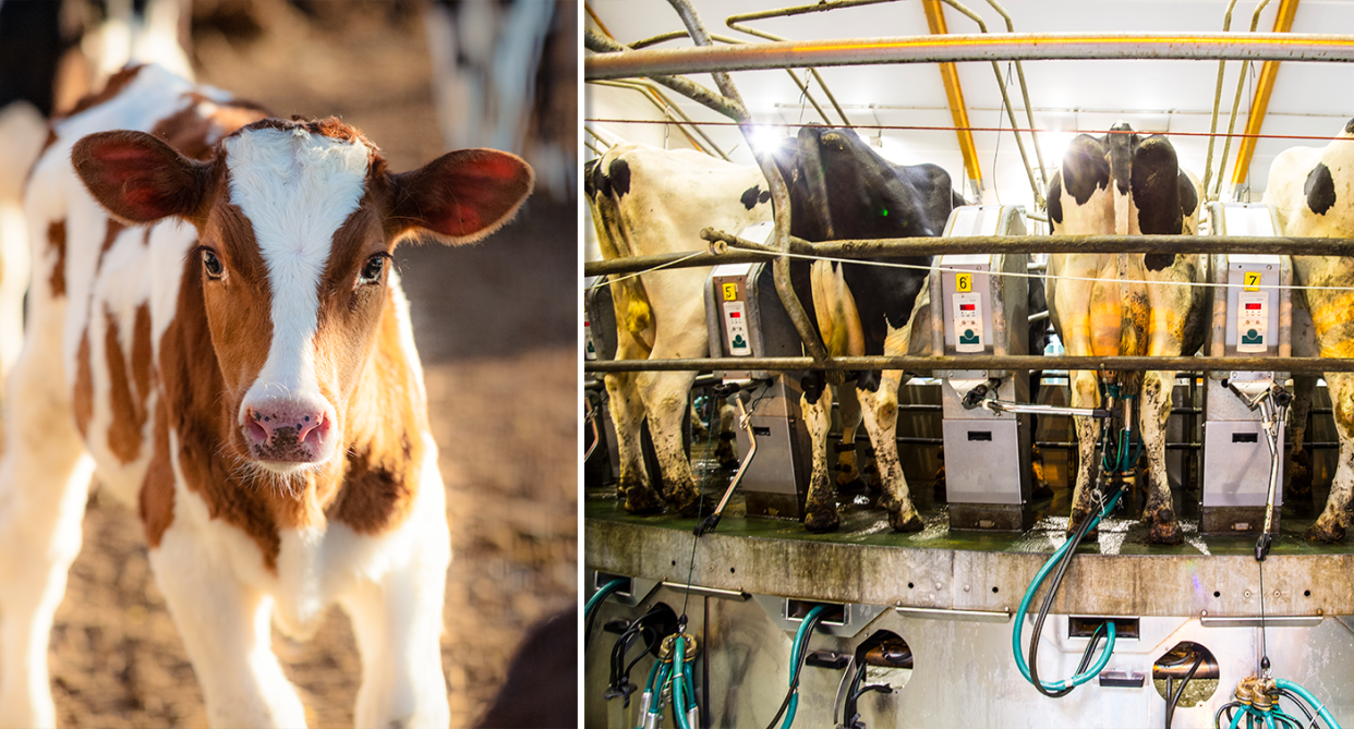 Male calves born at dairy farms are usually surplus to their requirements. Source: Getty (File)