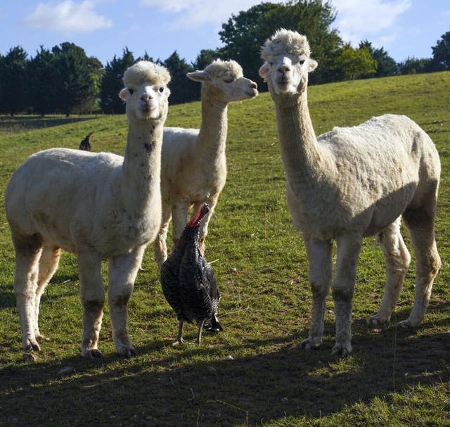 Alpacas guard turkeys on farm