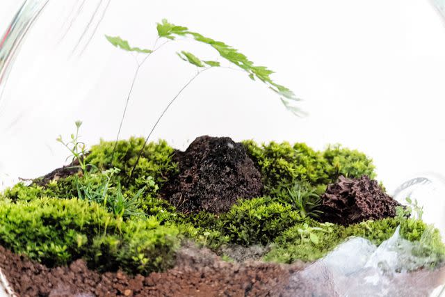 <p>Getty</p> Plants in a terrarium.