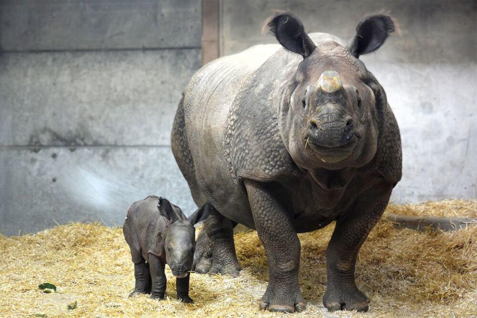 Courtesy Denver Zoo