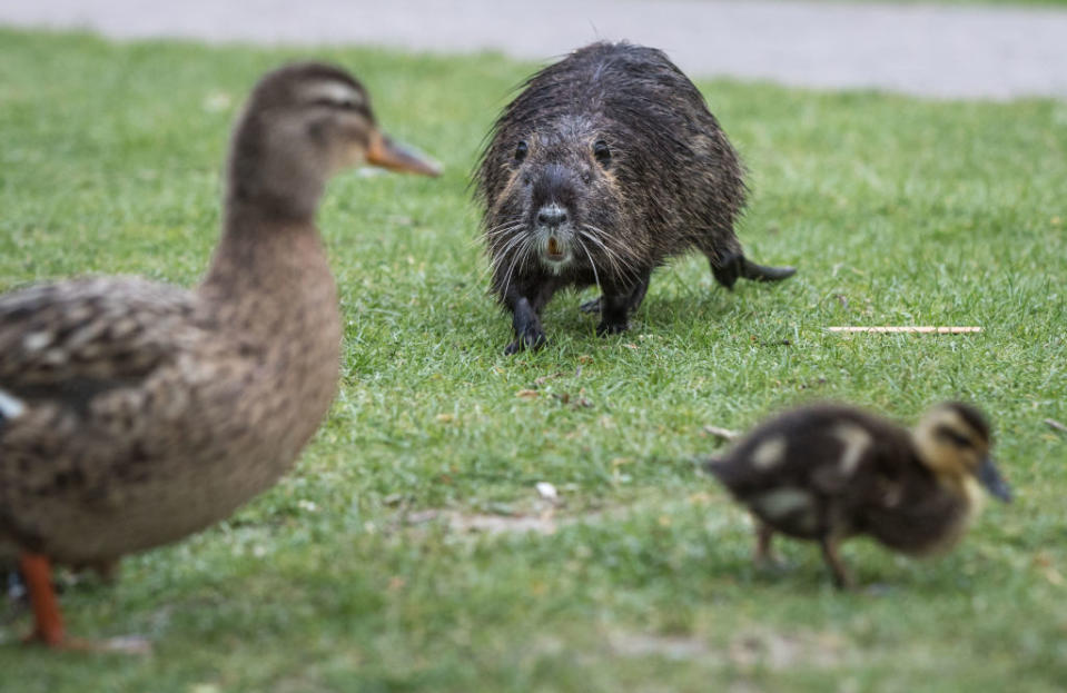 A nutria stands on grass facing the camera, with a duck and a duckling in the foreground