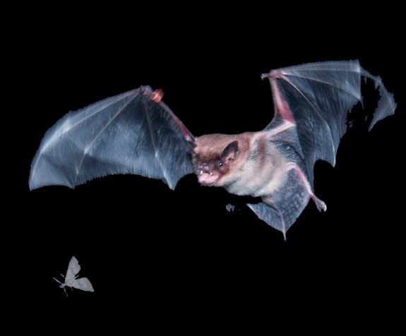 A flying brown bat maneuvers to capture prey.