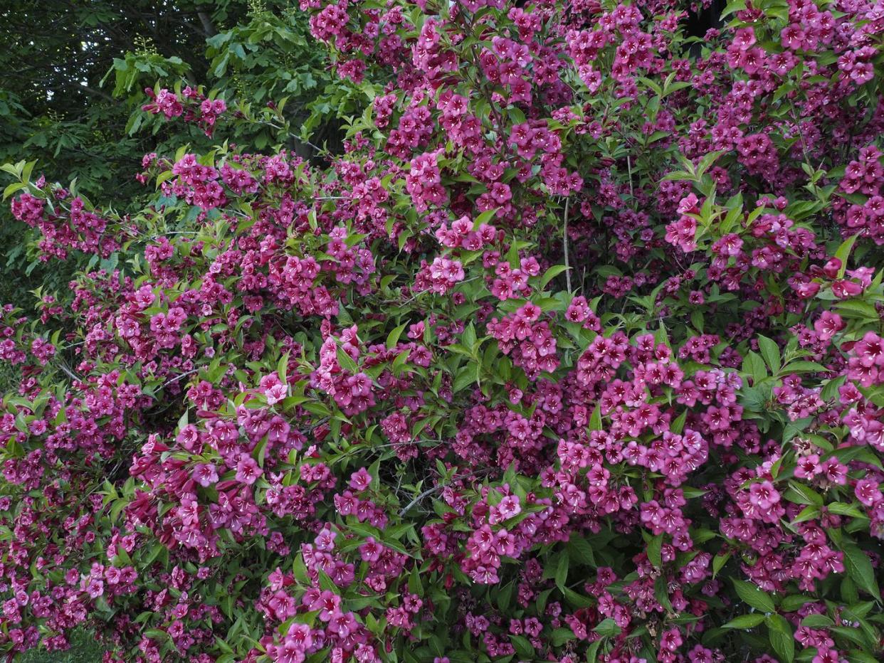 fast growing shrubs weigela