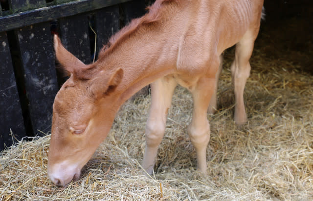 New Hope For Suffolk Punch Horses As First Foal Born At Historic Site In A Century