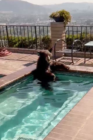 <p>Burbank PD/MEGA</p> Burbank police were surprised to find a bear enjoying a soak in a homeowner's jacuzzi.