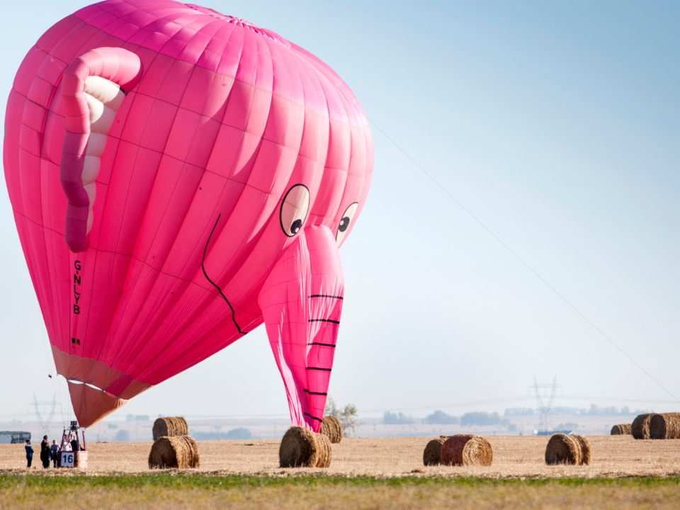 canada elephant pink